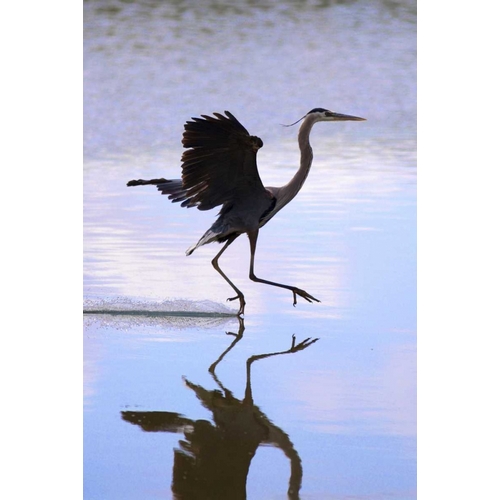 California, Lakeside, Great Blue Heron Landing
